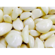 Export Chinese New Crop gute Qualität geschälte Knoblauch